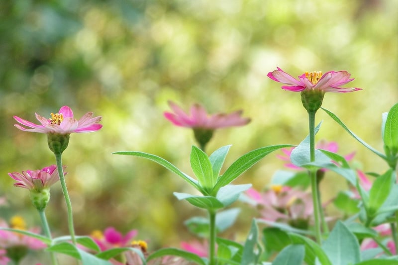 Celestial Gardens